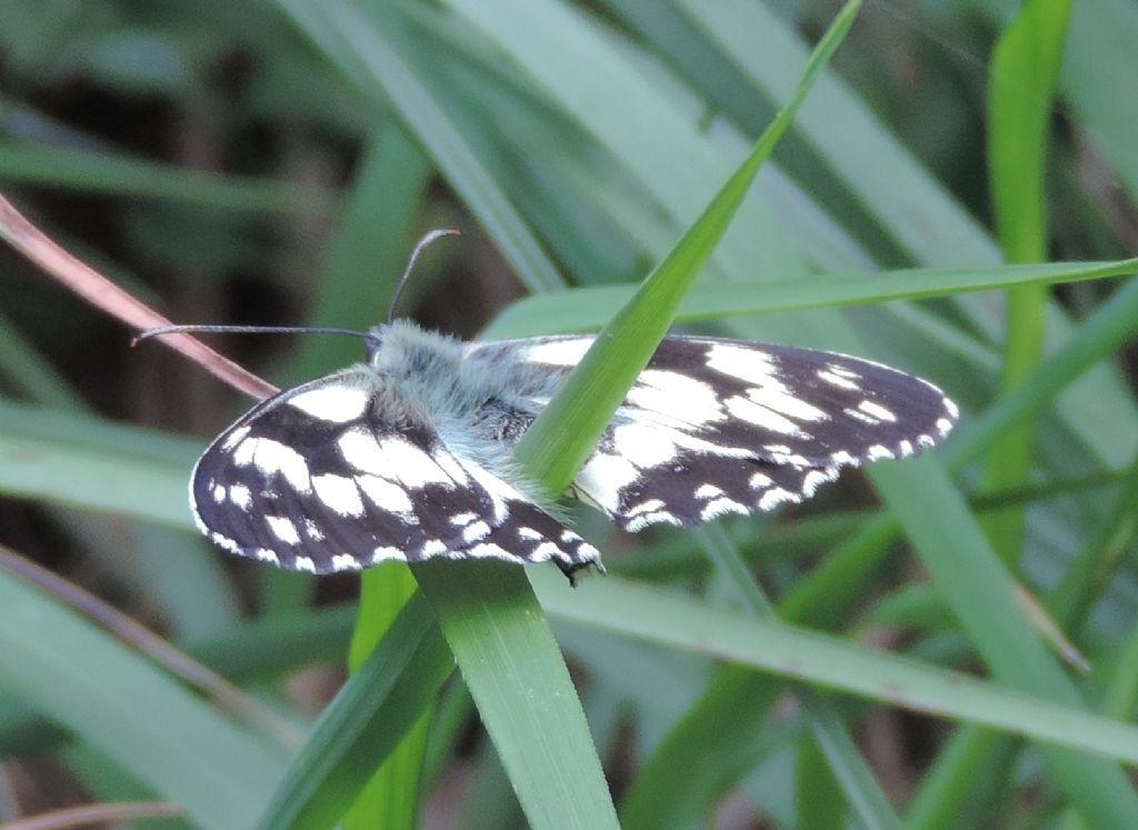 Bianca nera pelosa